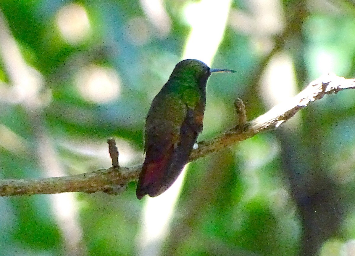 kolibřík mexický - ML32847571