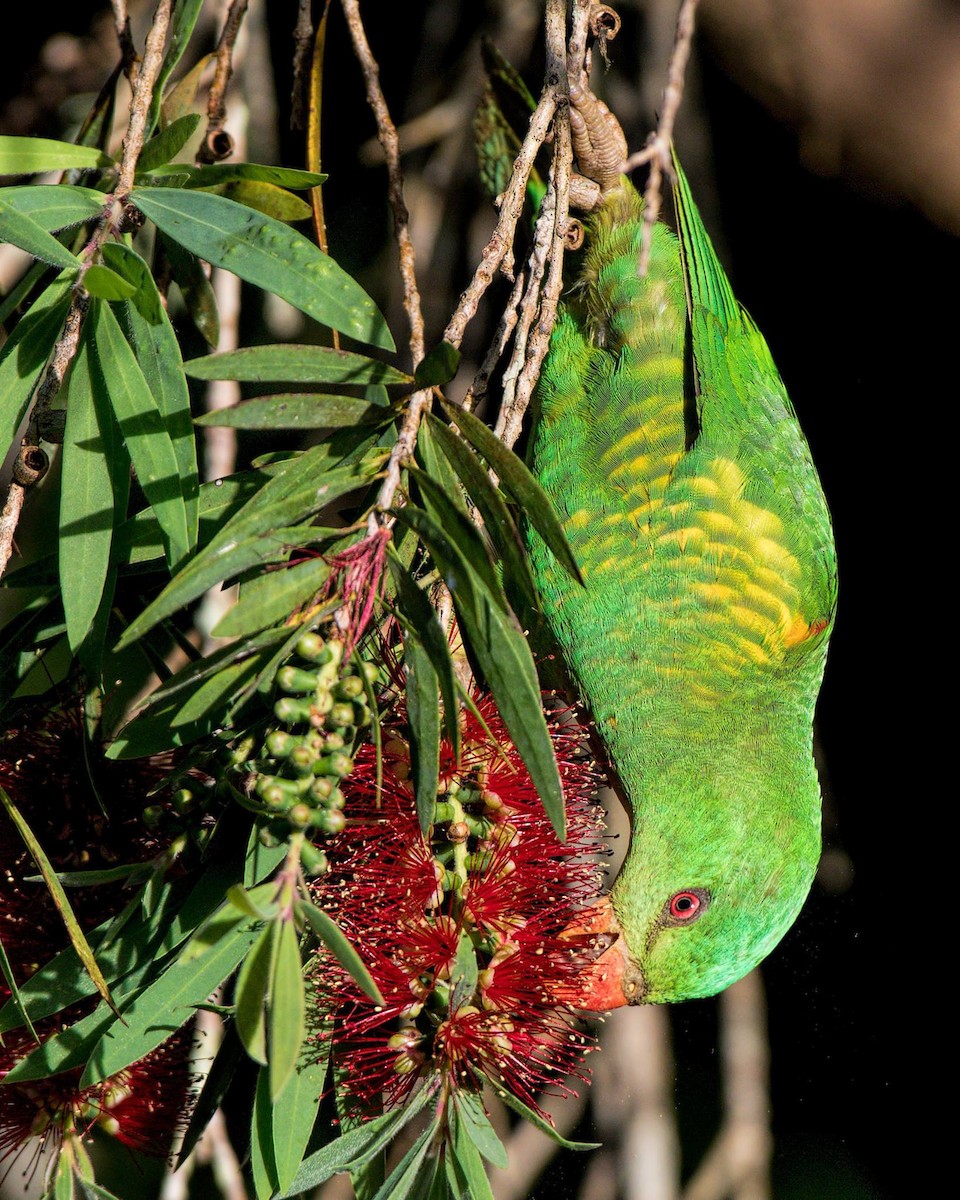 Scaly-breasted Lorikeet - ML328475791