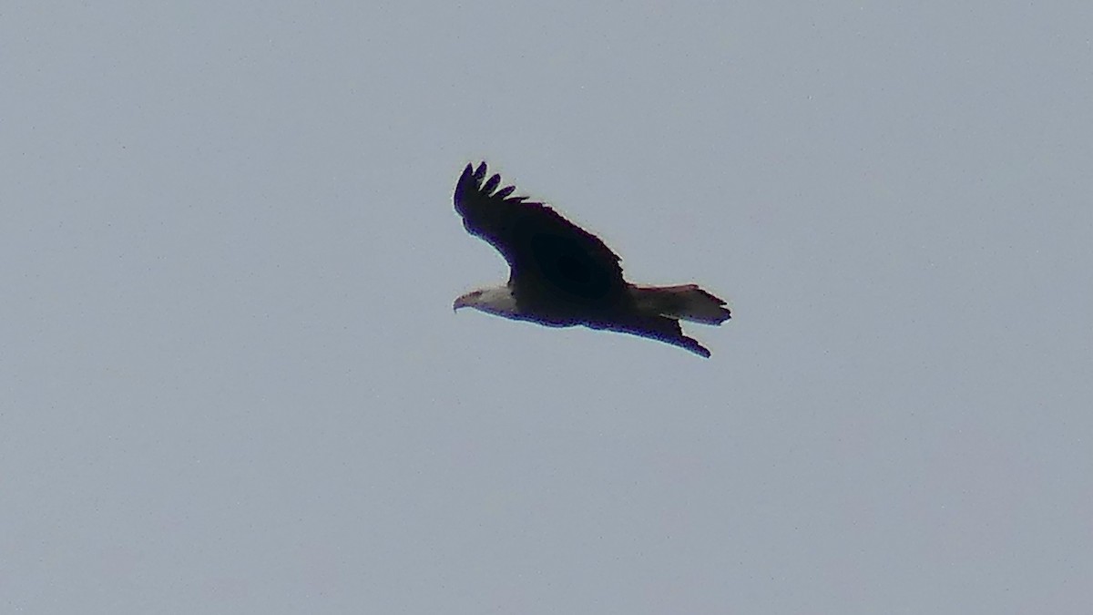 Bald Eagle - ML328475801