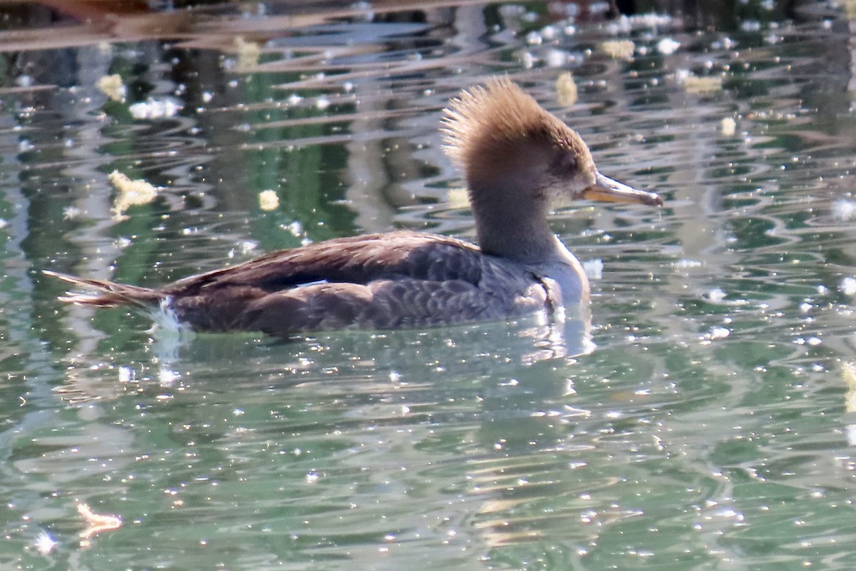 Hooded Merganser - ML328476181