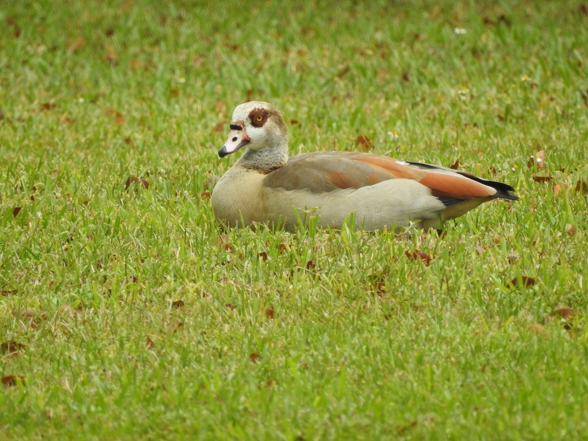 Egyptian Goose - Alan Ketcham