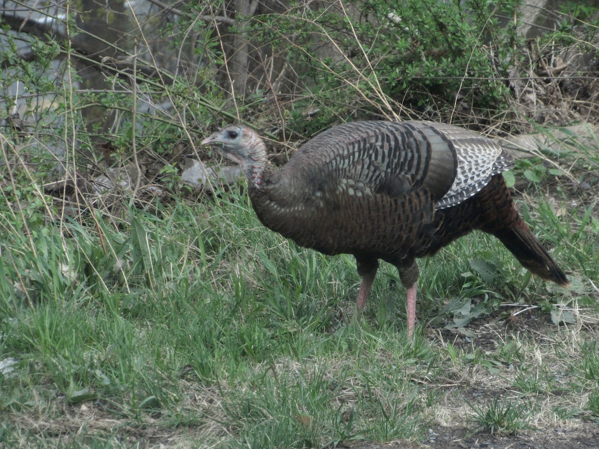 Wild Turkey - ML328477041