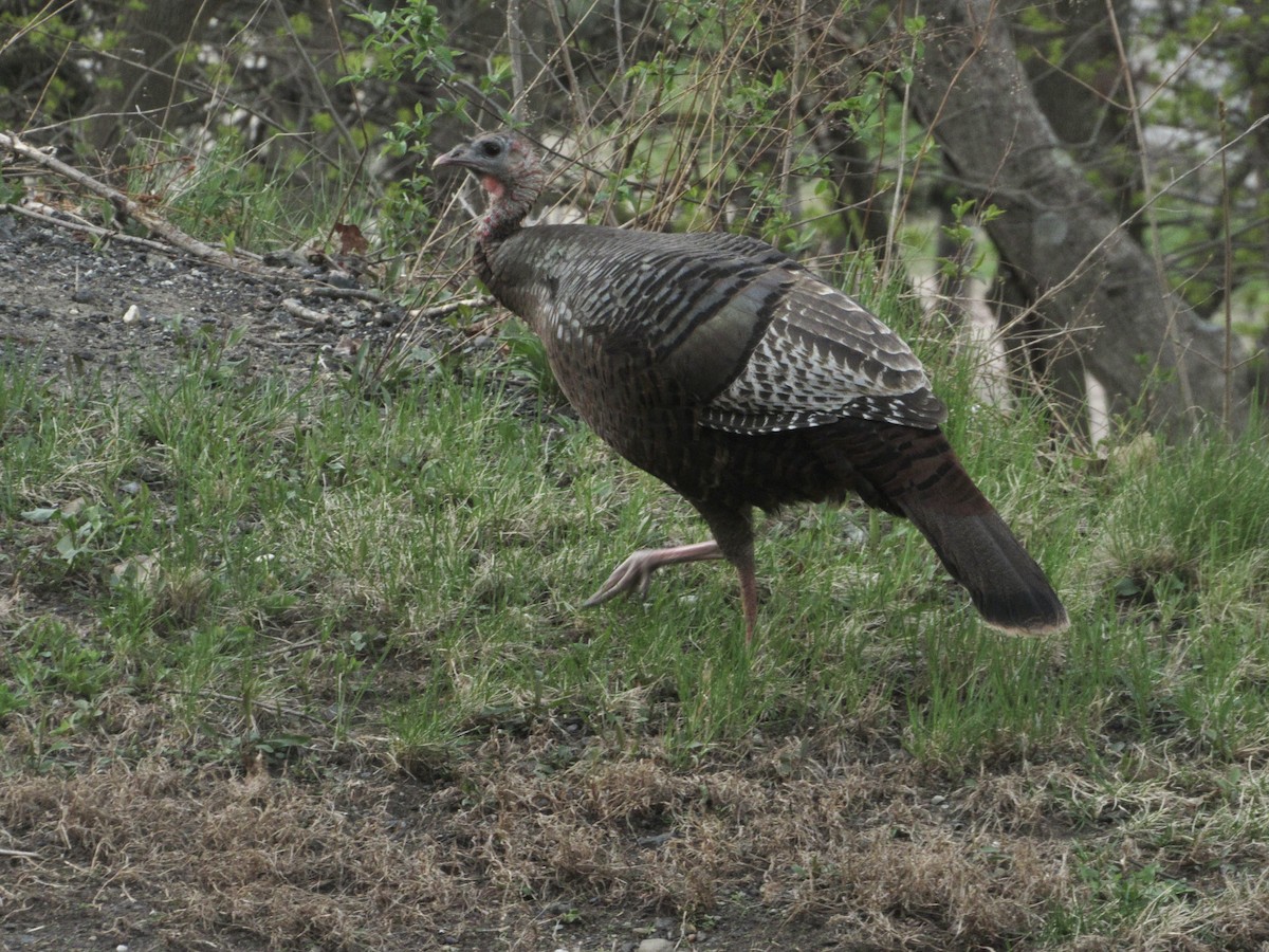 Wild Turkey - ML328477051