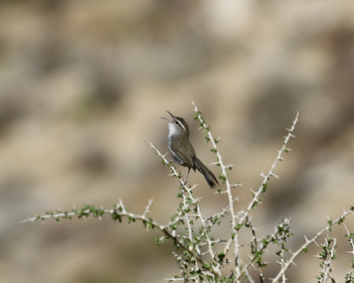 Bewick's Wren - ML328479161