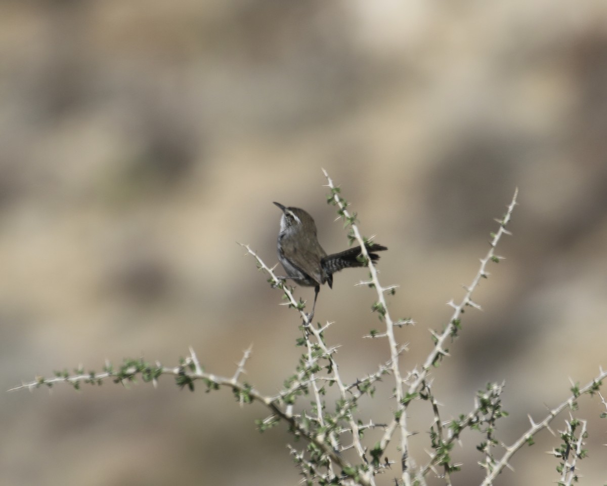 Bewick's Wren - ML328479181