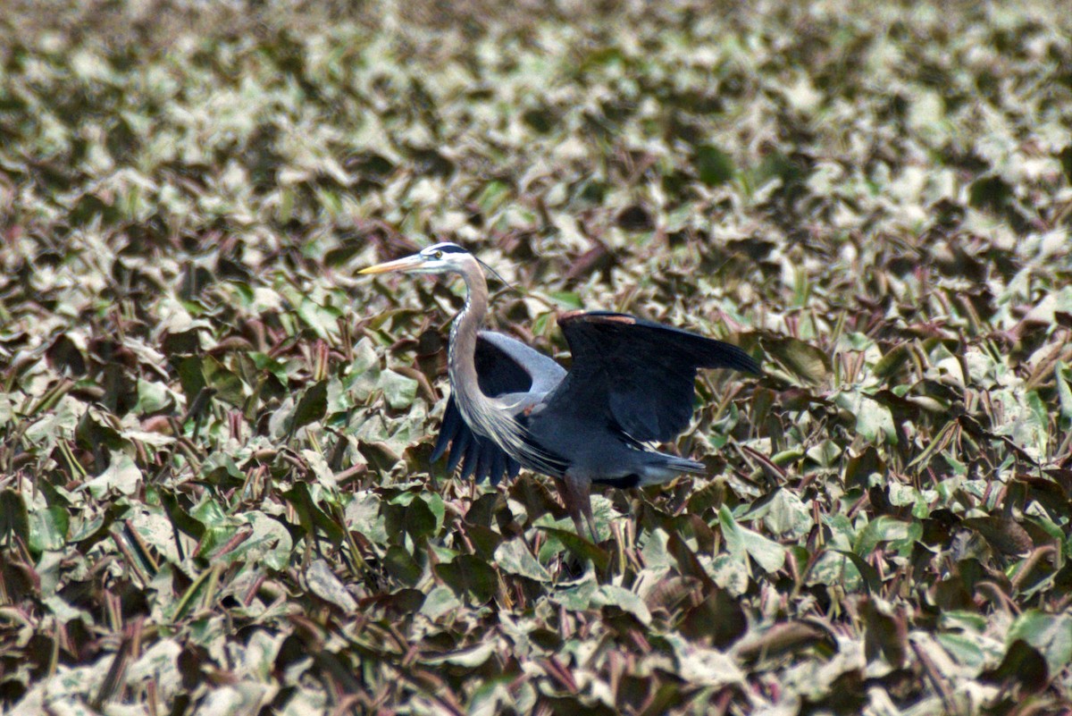 Great Blue Heron - ML328479231