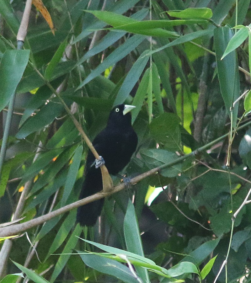 Cacique Piquiclaro (holosericeus/flavirostris) - ML328479291