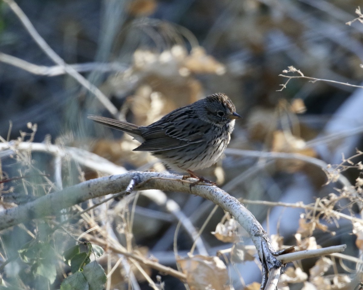 Lincoln's Sparrow - Mickey Dyke