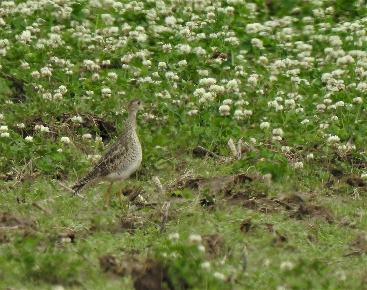 Upland Sandpiper - ML328481901