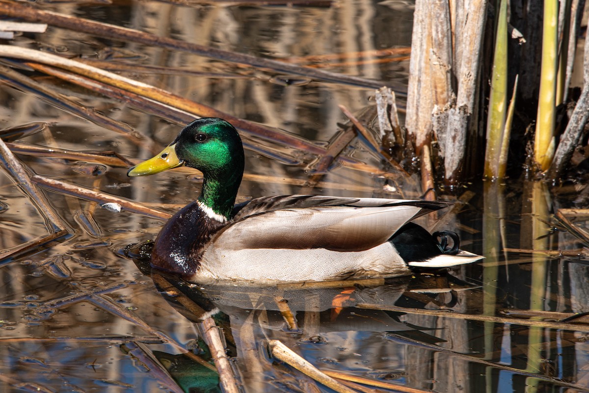 Stockente - ML328482431