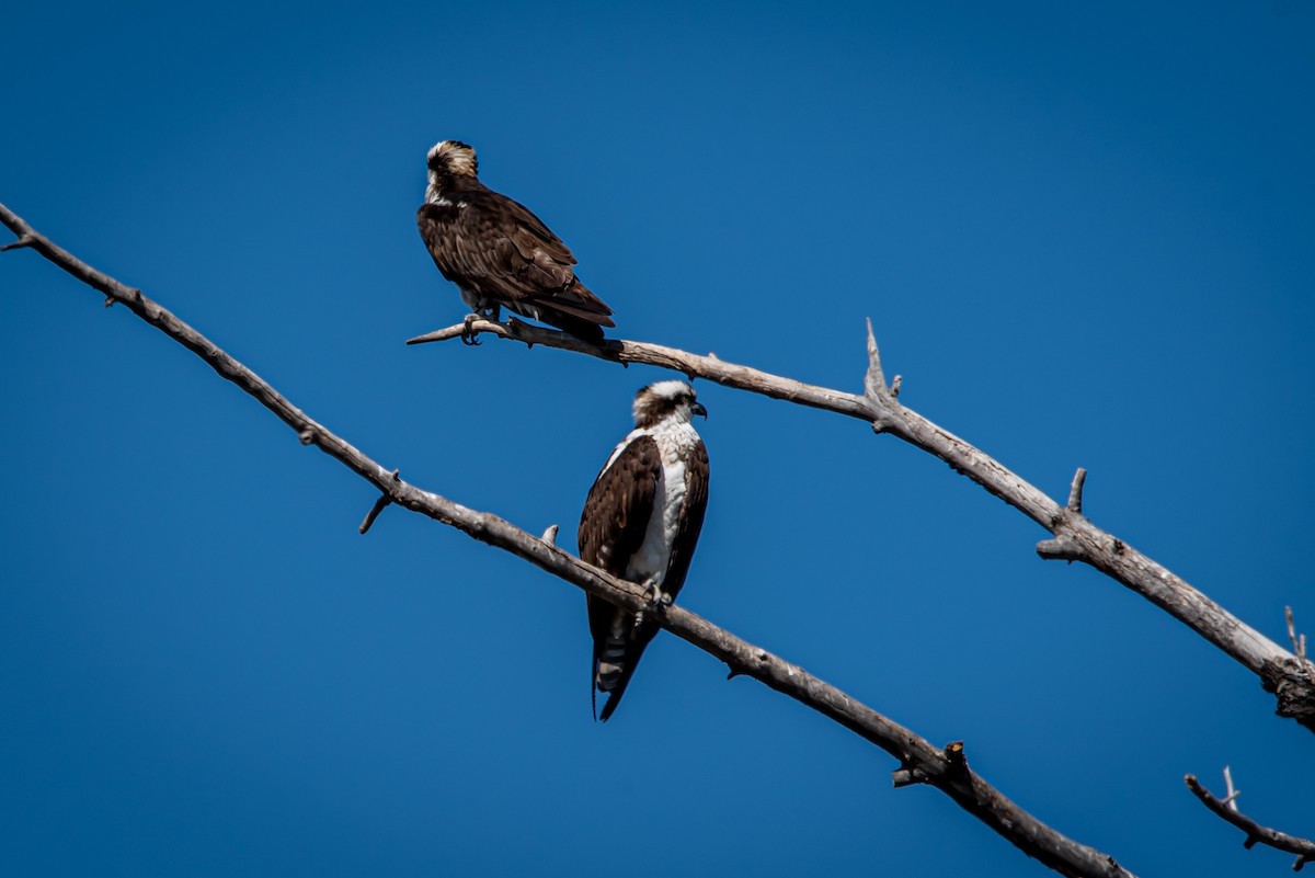 Fischadler - ML328482771