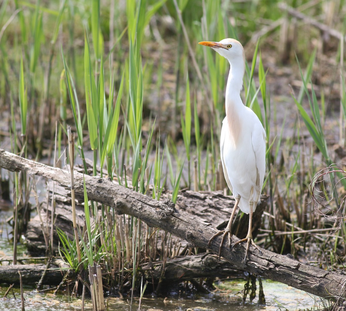 Western Cattle-Egret - ML328484241