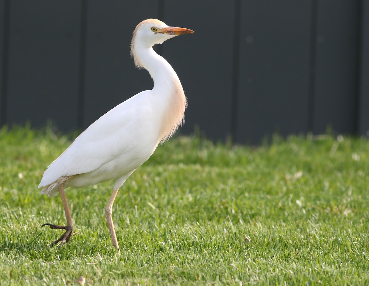 Western Cattle-Egret - ML328484251