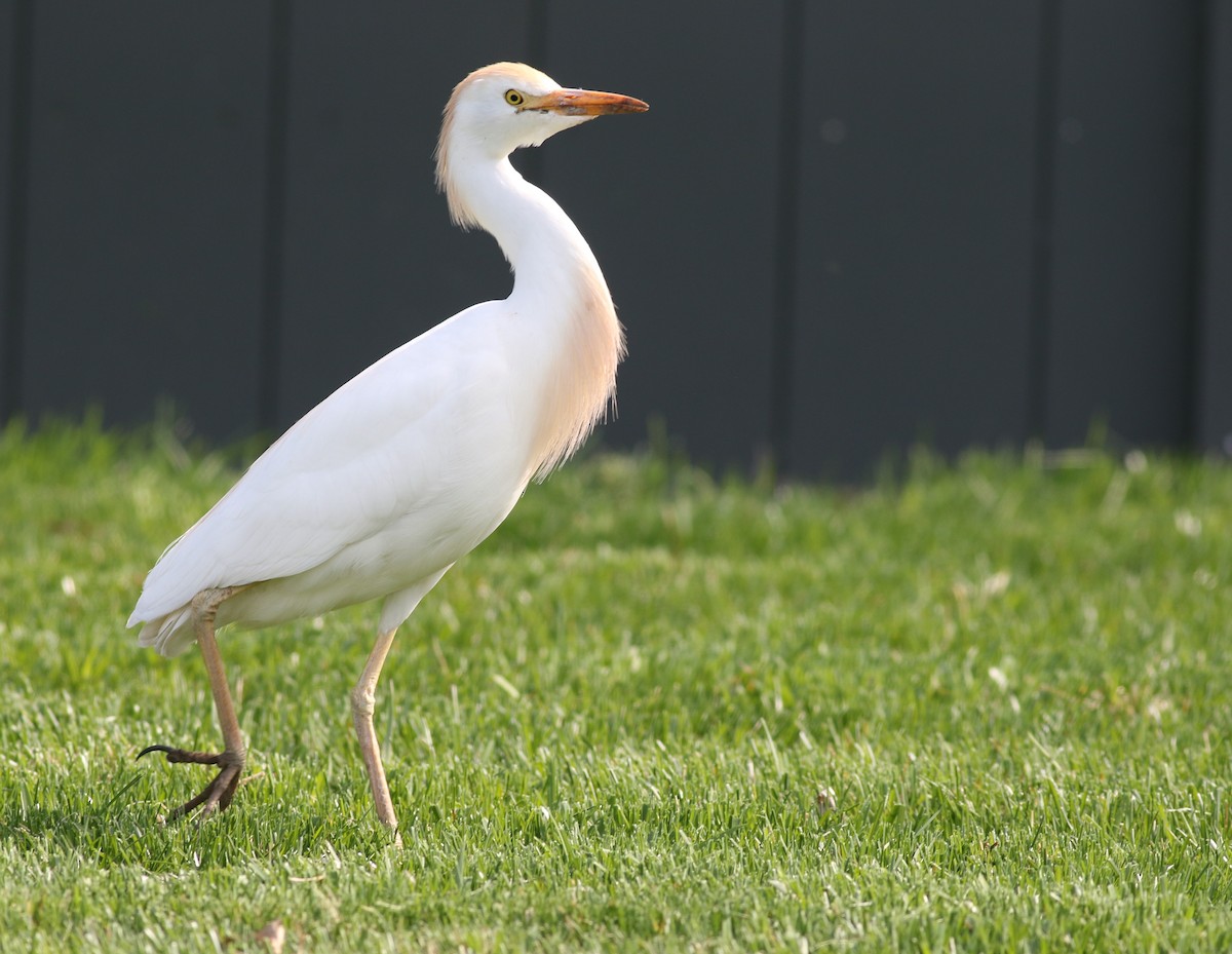 Western Cattle Egret - ML328484251