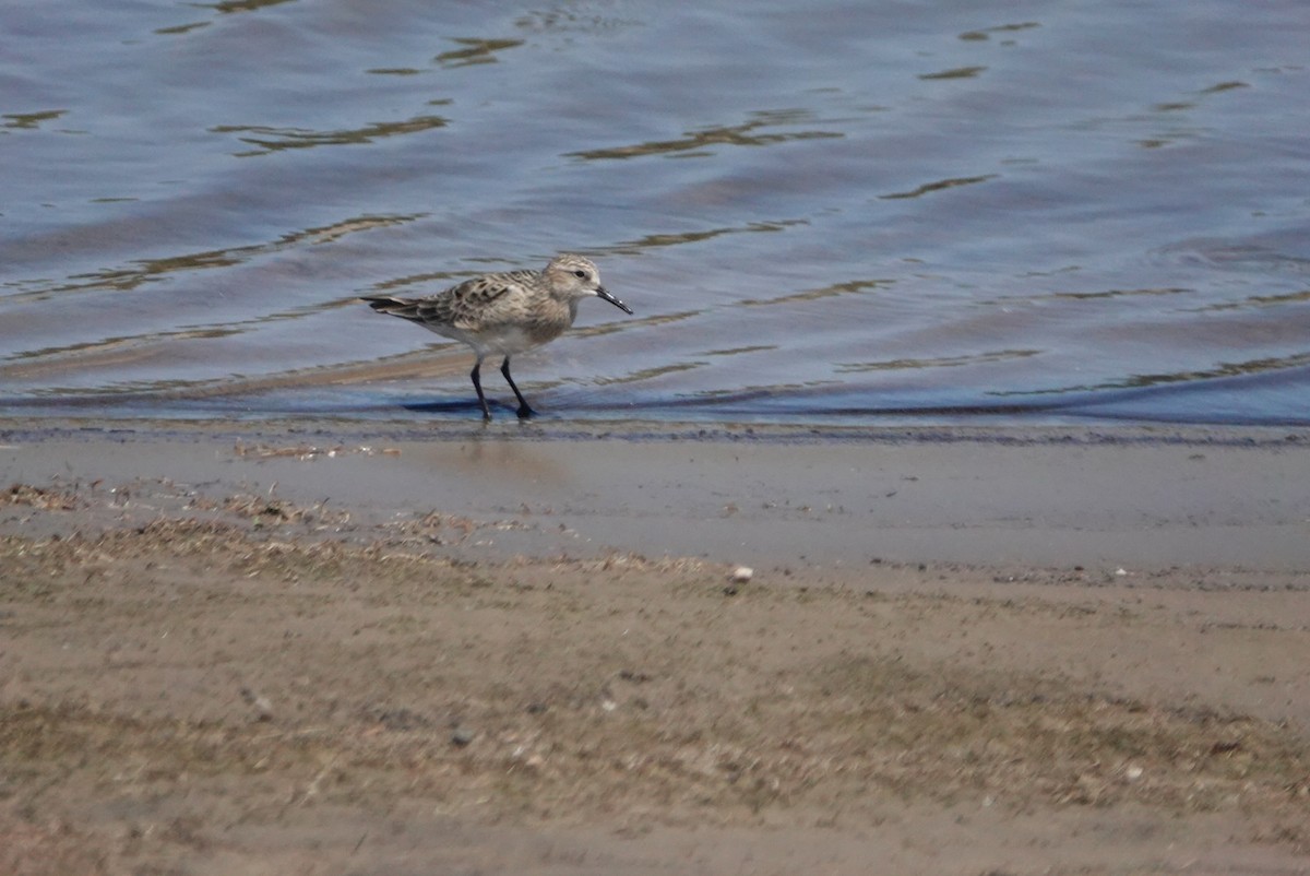 Baird's Sandpiper - ML328484531