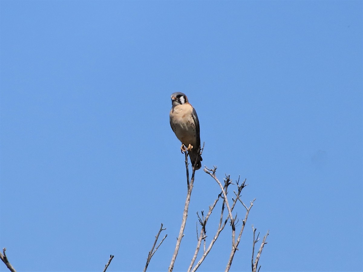 American Kestrel - ML328486061