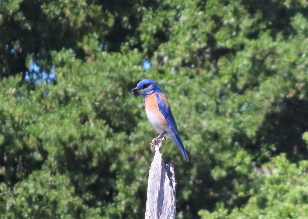 Western Bluebird - ML328486141