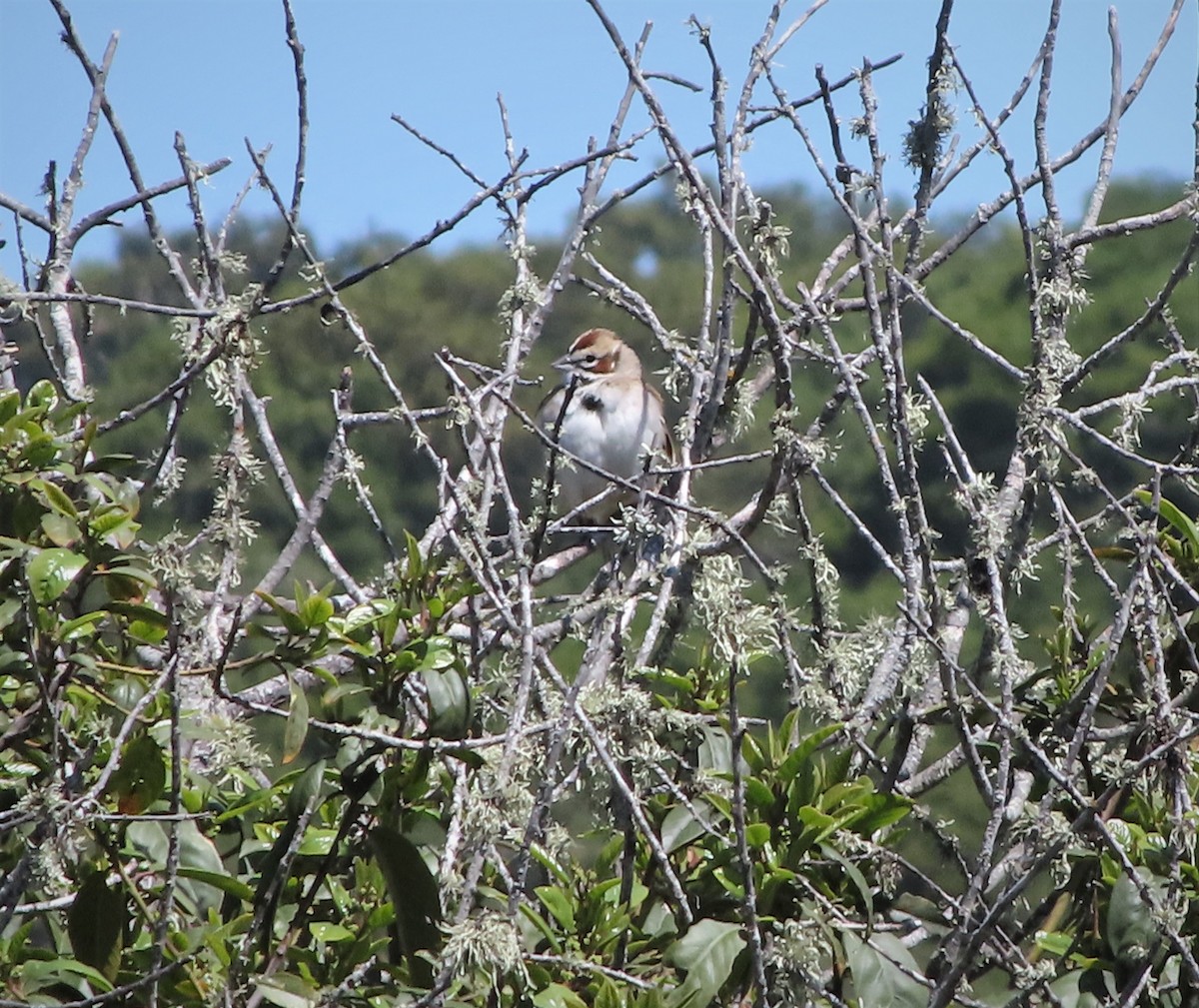 Lark Sparrow - ML328486261