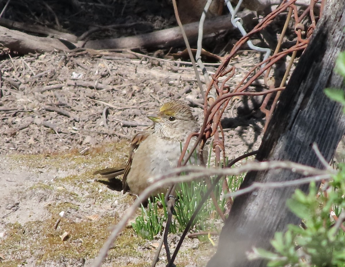 Golden-crowned Sparrow - ML328486291
