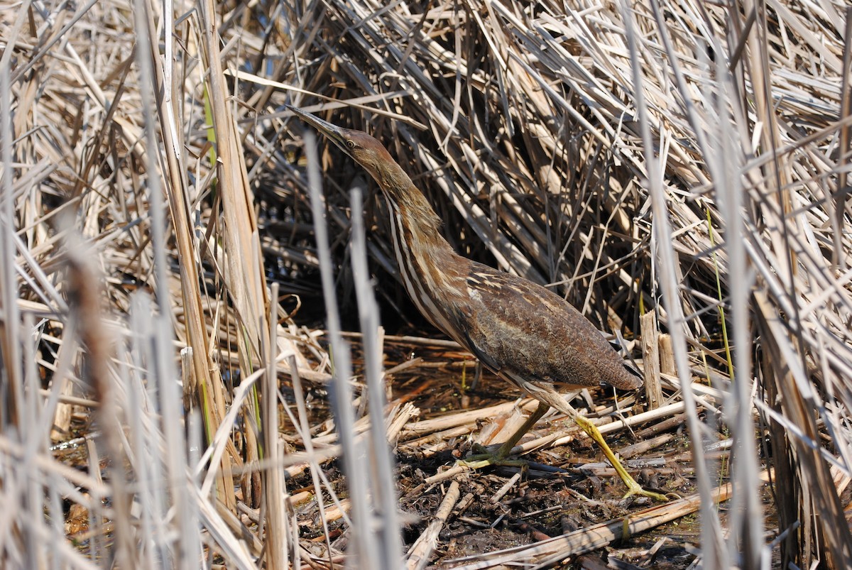 American Bittern - Janet Hellner