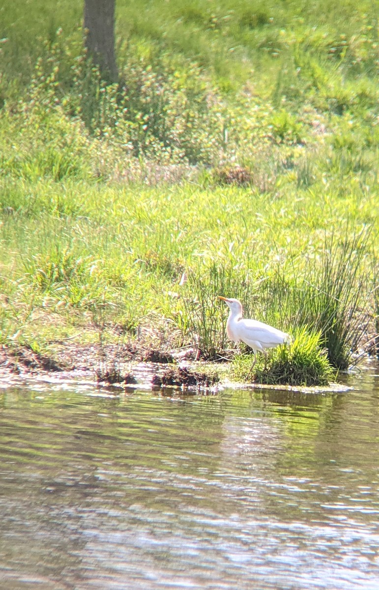 Western Cattle-Egret - ML328486931