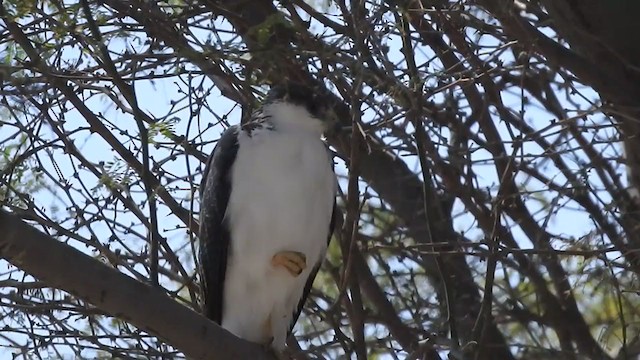 Variable Hawk - ML328487431