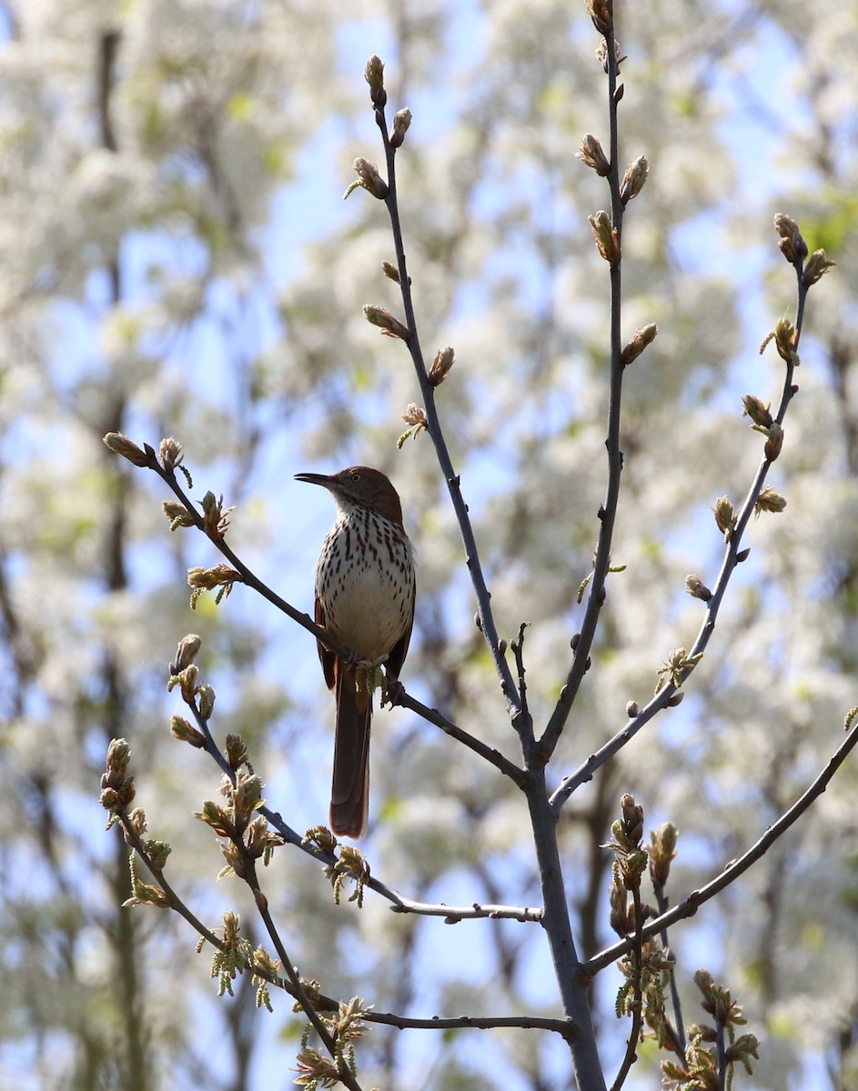 Brown Thrasher - ML328489711