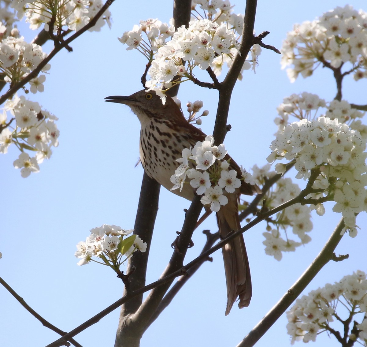 Brown Thrasher - ML328489861