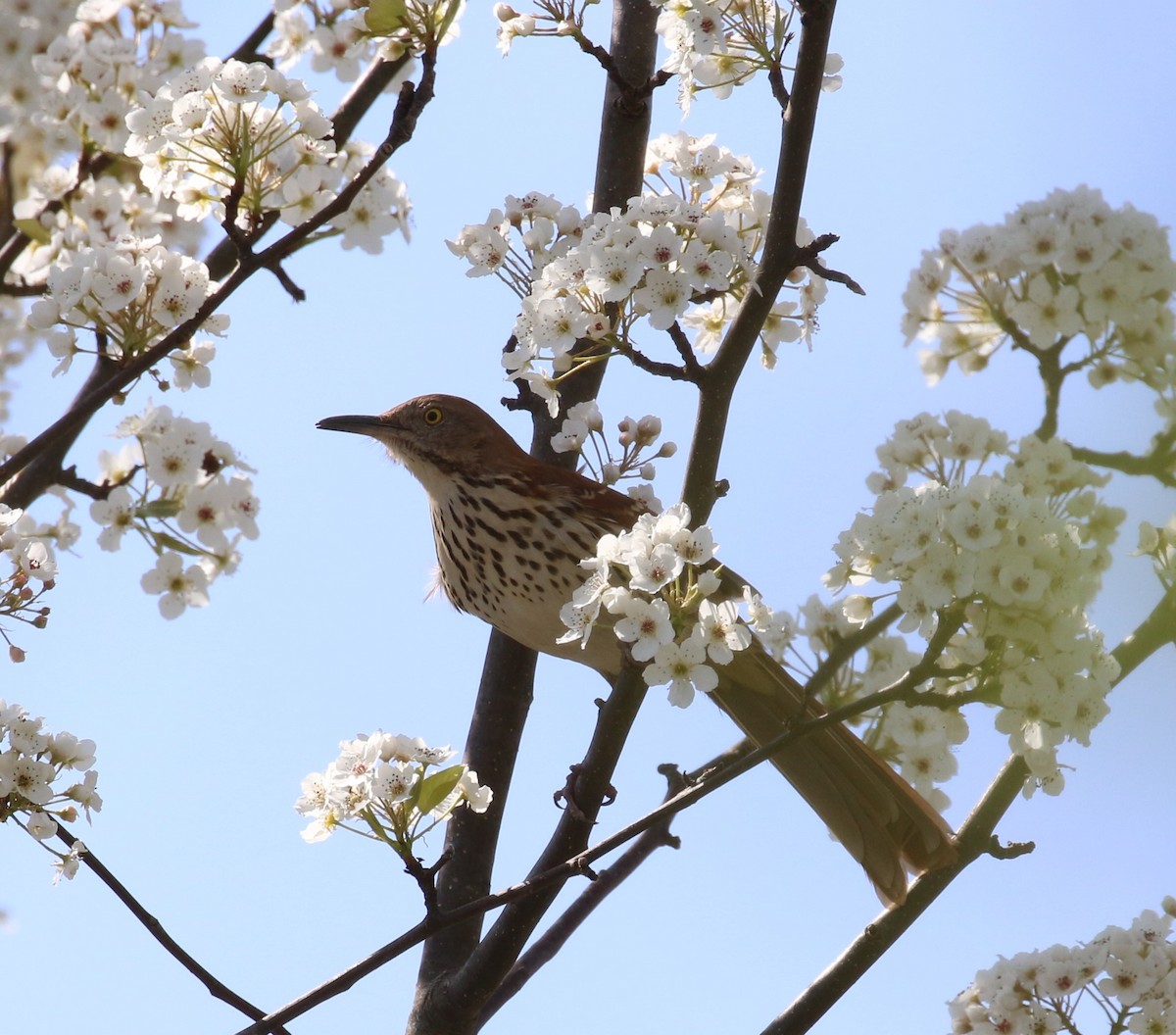 Brown Thrasher - ML328489881