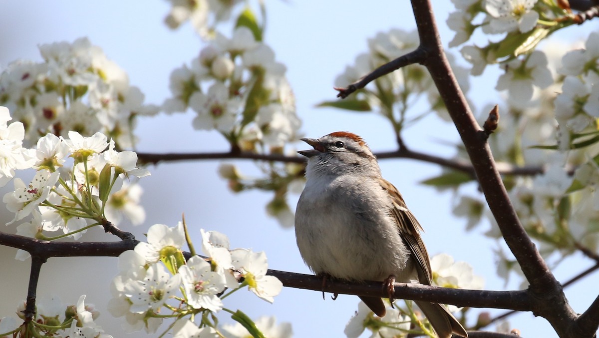 Chipping Sparrow - ML328490321