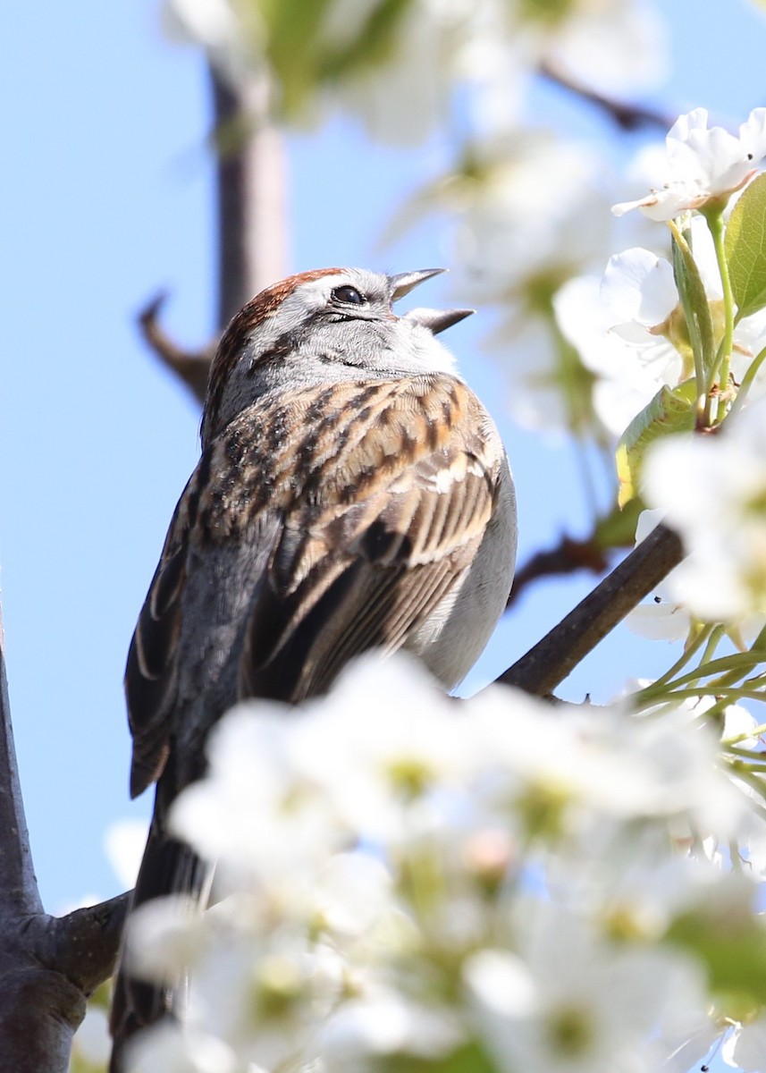 Chipping Sparrow - ML328490361