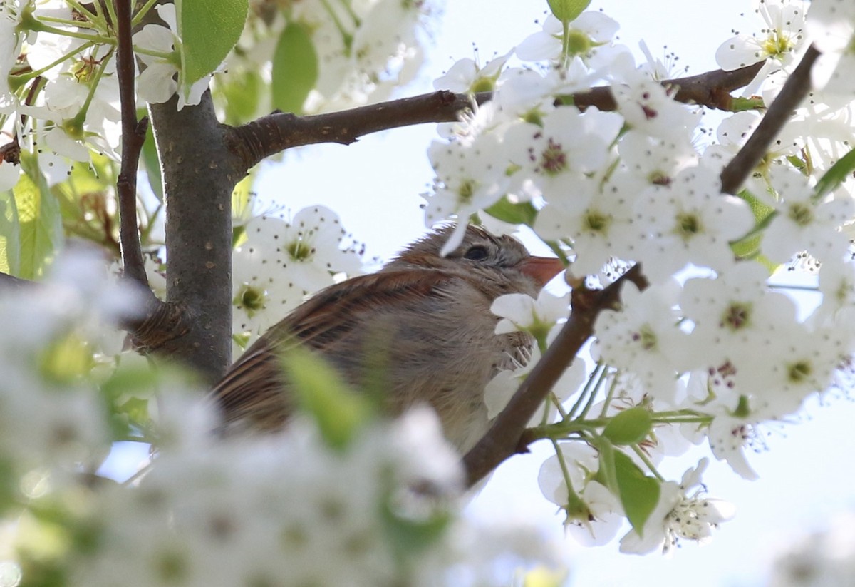 Field Sparrow - ML328490661