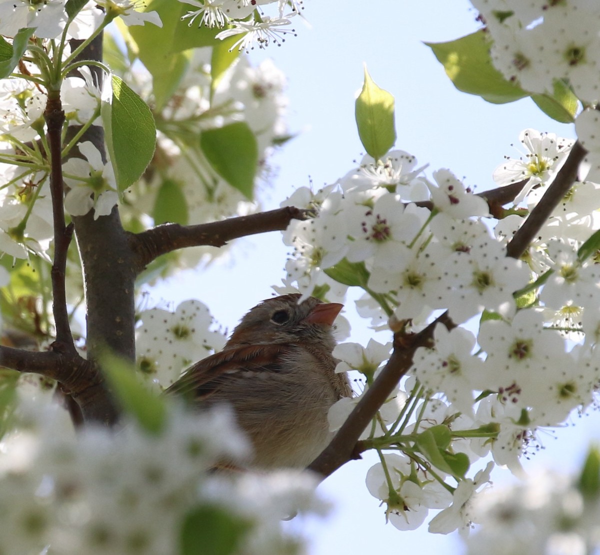 Field Sparrow - ML328490671