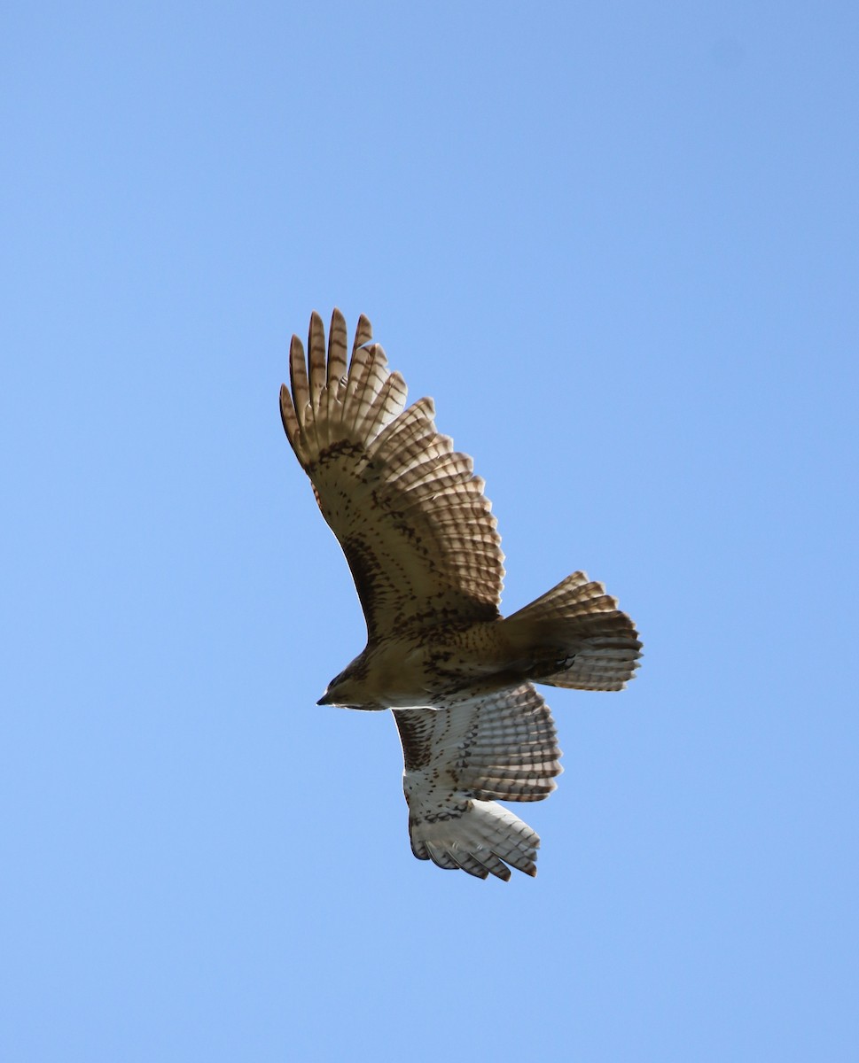 Red-tailed Hawk - ML328490801