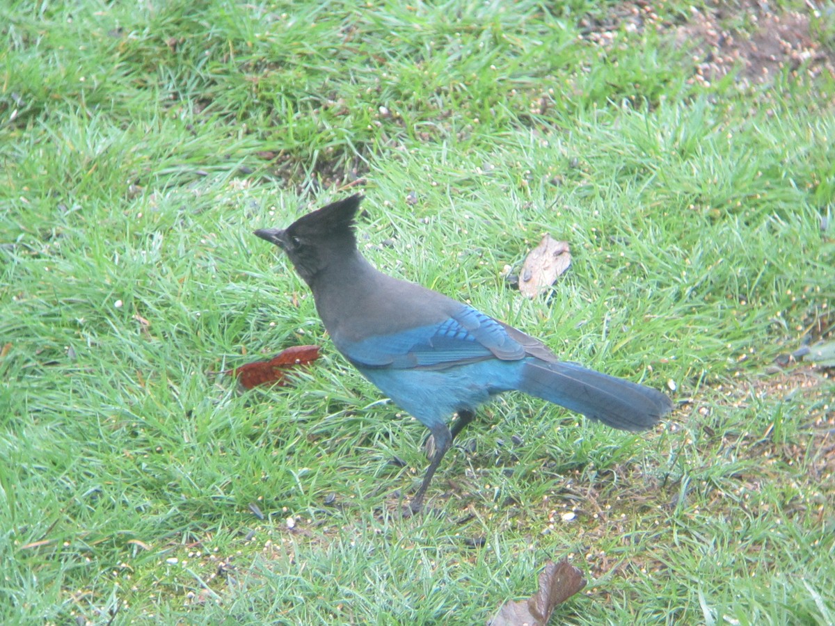 Steller's Jay - ML32849091