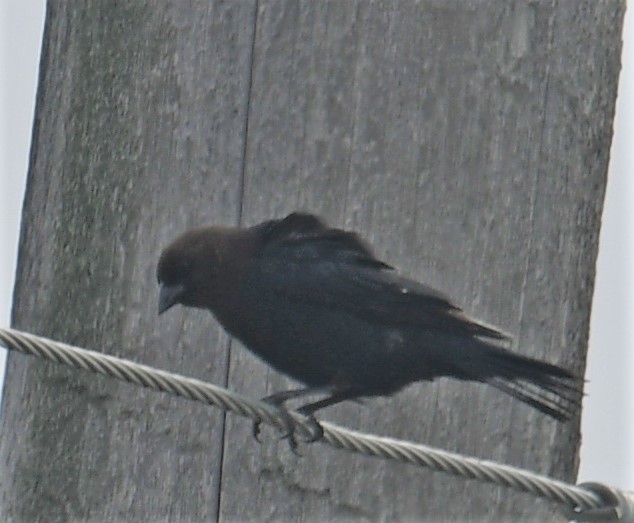 Brown-headed Cowbird - ML328491021