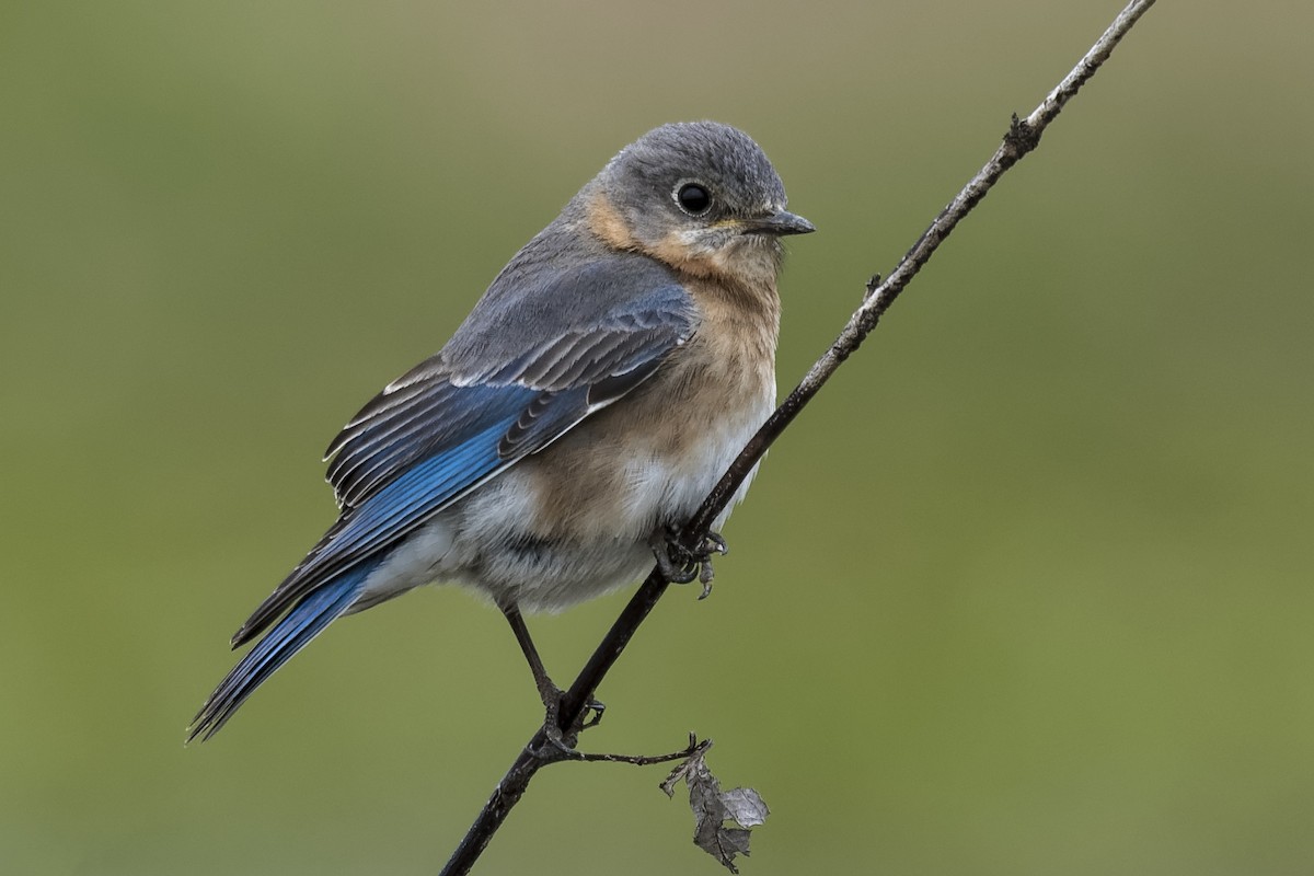 Eastern Bluebird - Don Danko