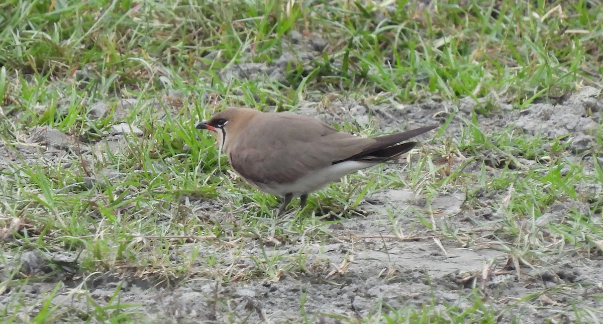 Oriental Pratincole - ML328491731