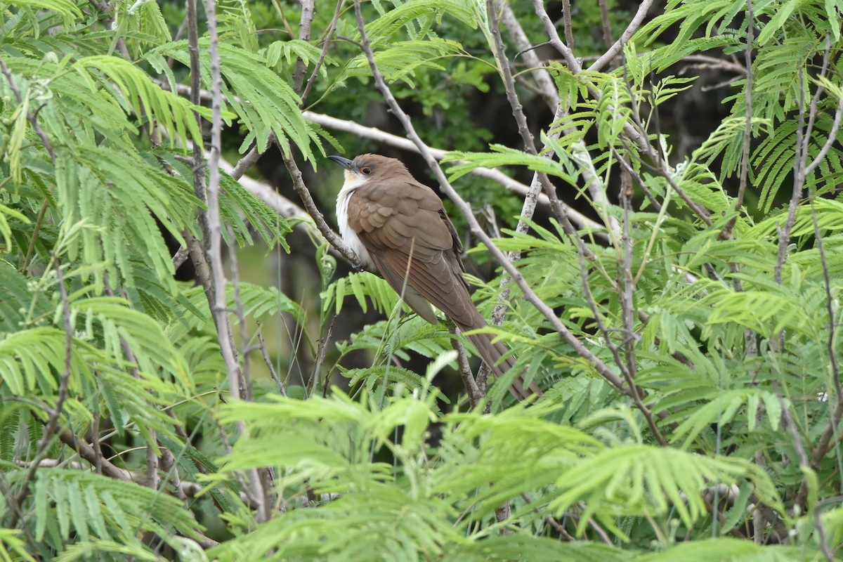 Black-billed Cuckoo - ML328491761