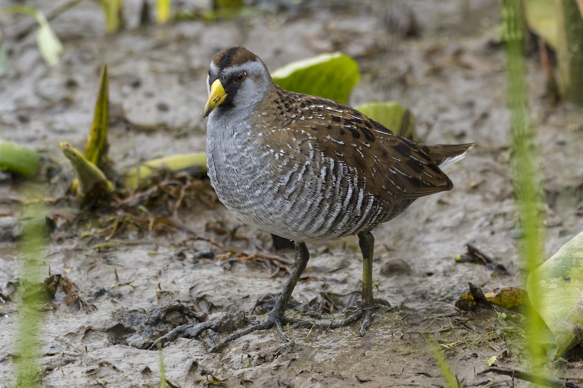 Polluela Sora - ML328492091