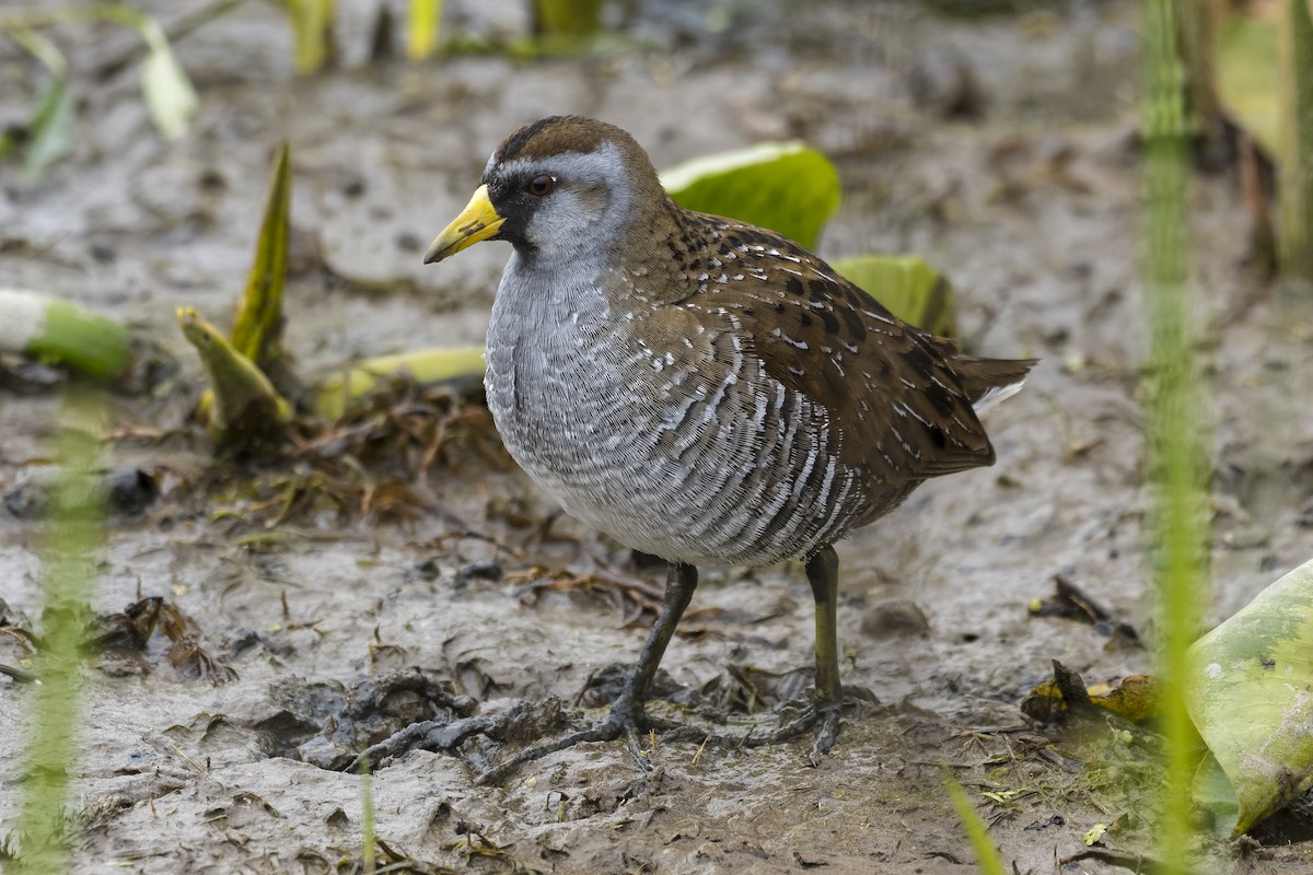 Polluela Sora - ML328492131