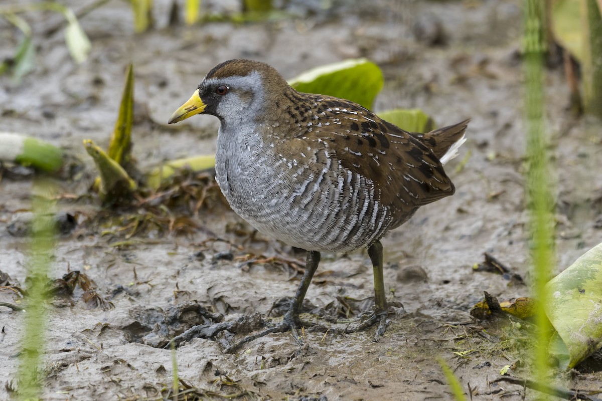 Polluela Sora - ML328492181