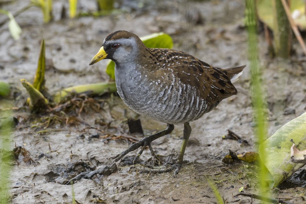 Polluela Sora - ML328492201