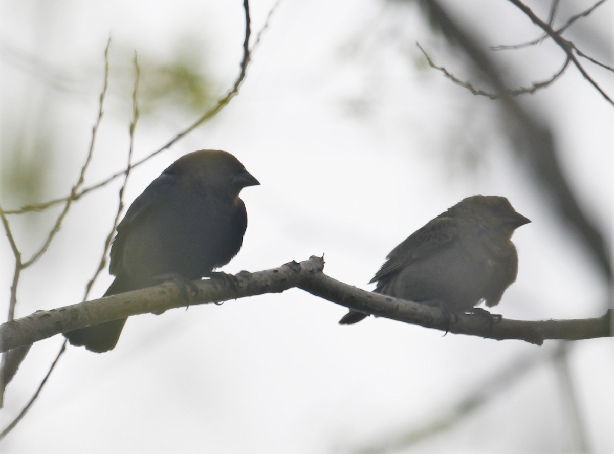Brown-headed Cowbird - ML328493711
