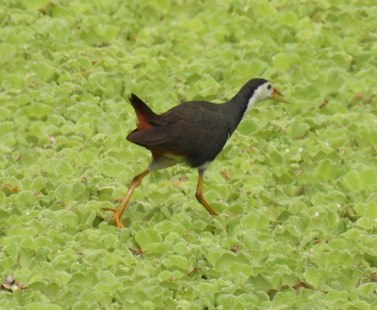 White-breasted Waterhen - ML328493881