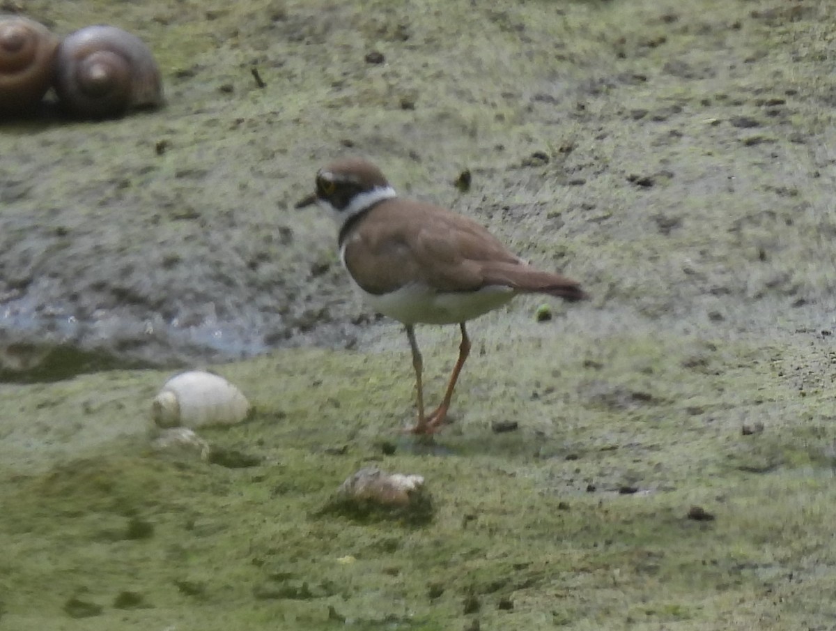 Little Ringed Plover - ML328494111