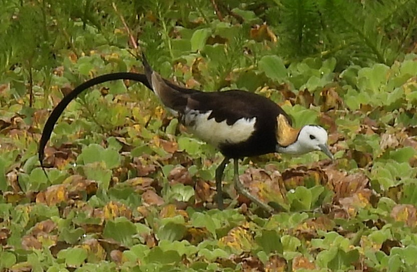 Pheasant-tailed Jacana - ML328494451