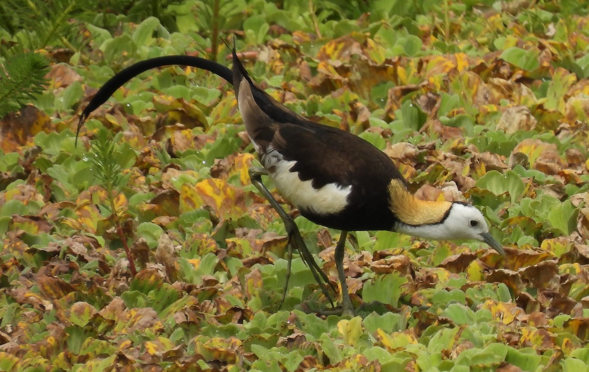 Pheasant-tailed Jacana - ML328494721