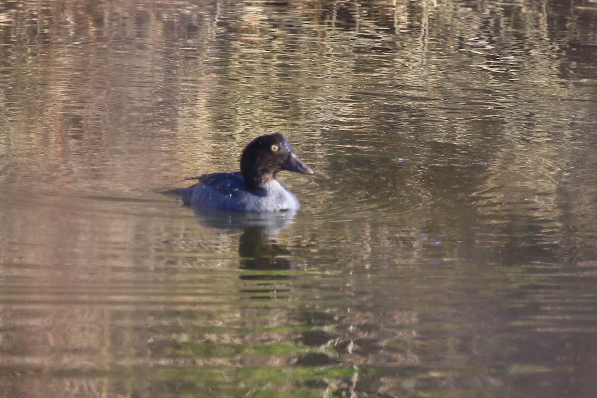 Common Goldeneye - ML328495001