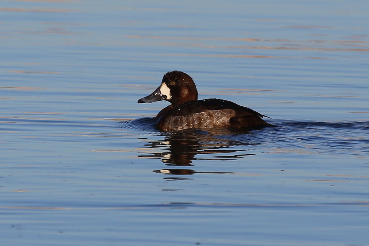 polák kaholka - ML328495191